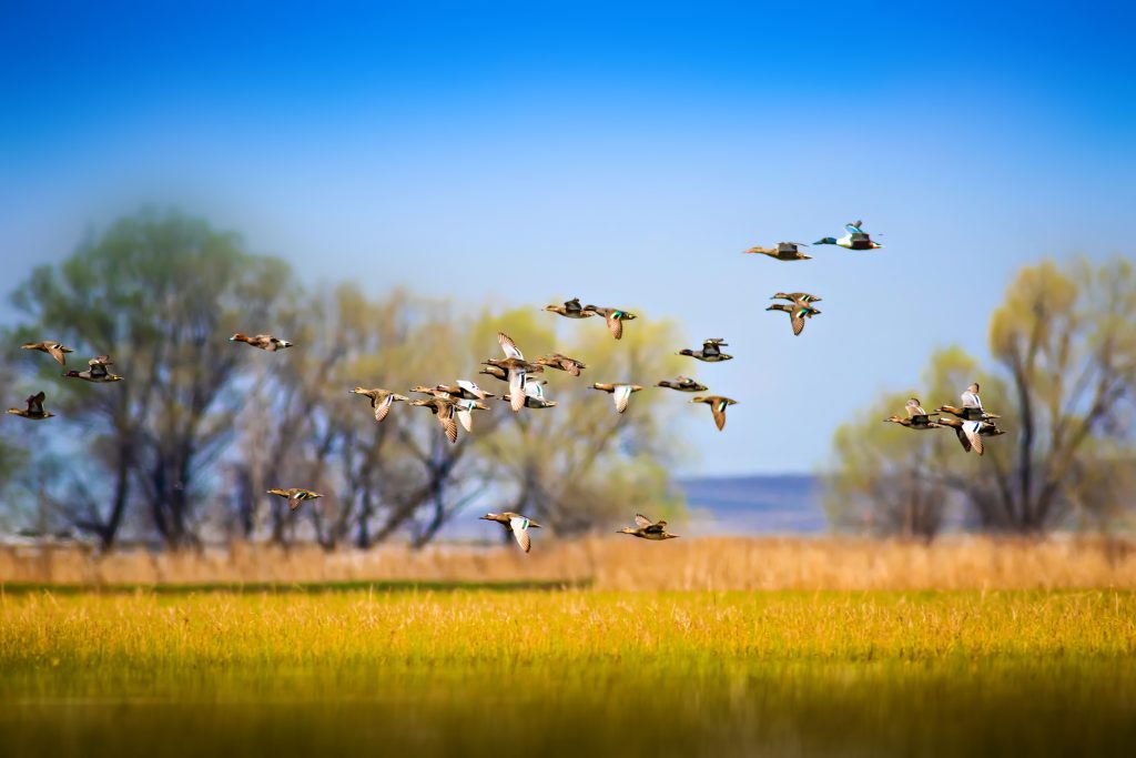 flying-ducks-colorful-nature-background-2025-10-11-16-58-46-utc